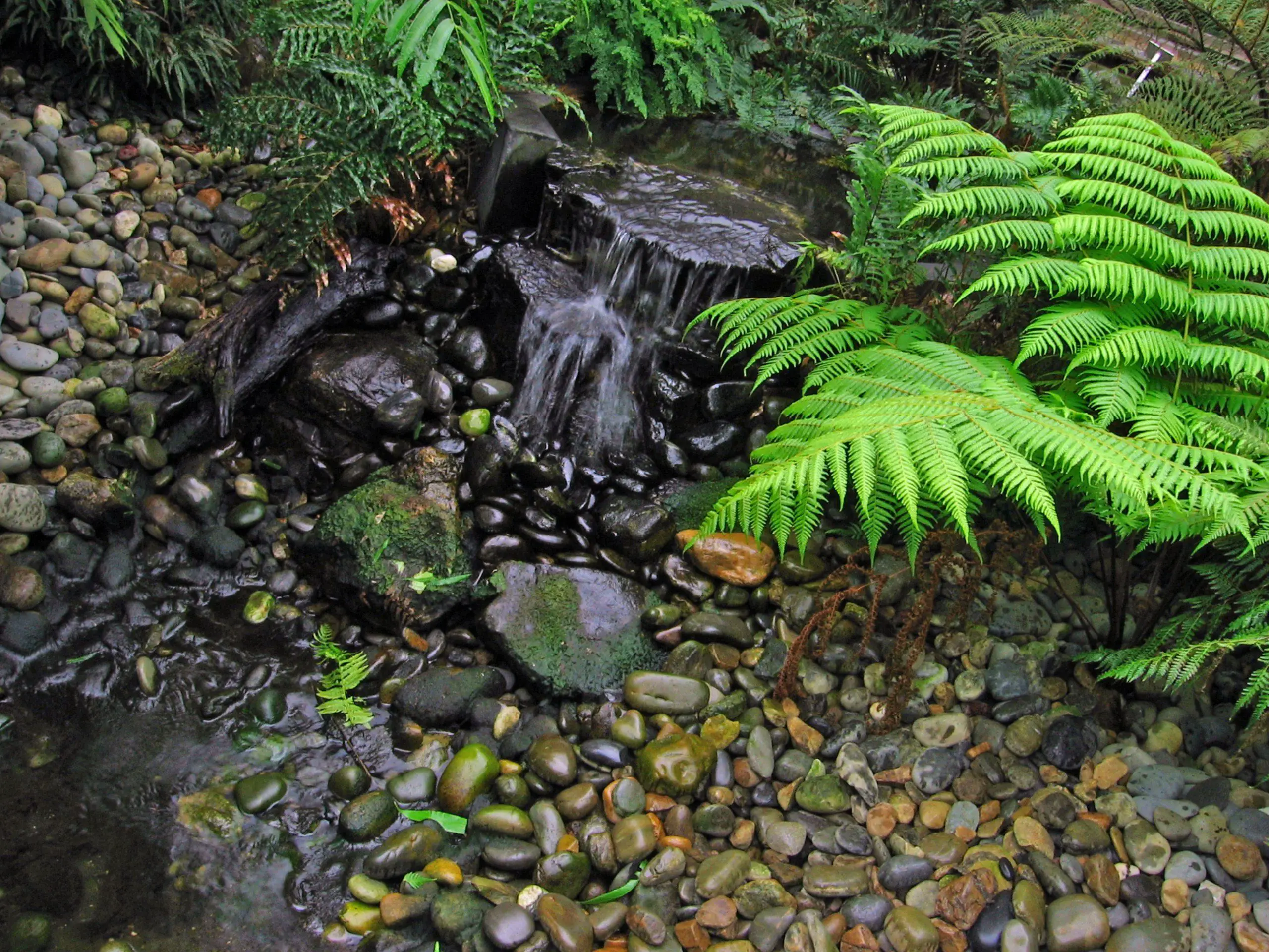 Ferns close to water which allows for easy reproductive spread