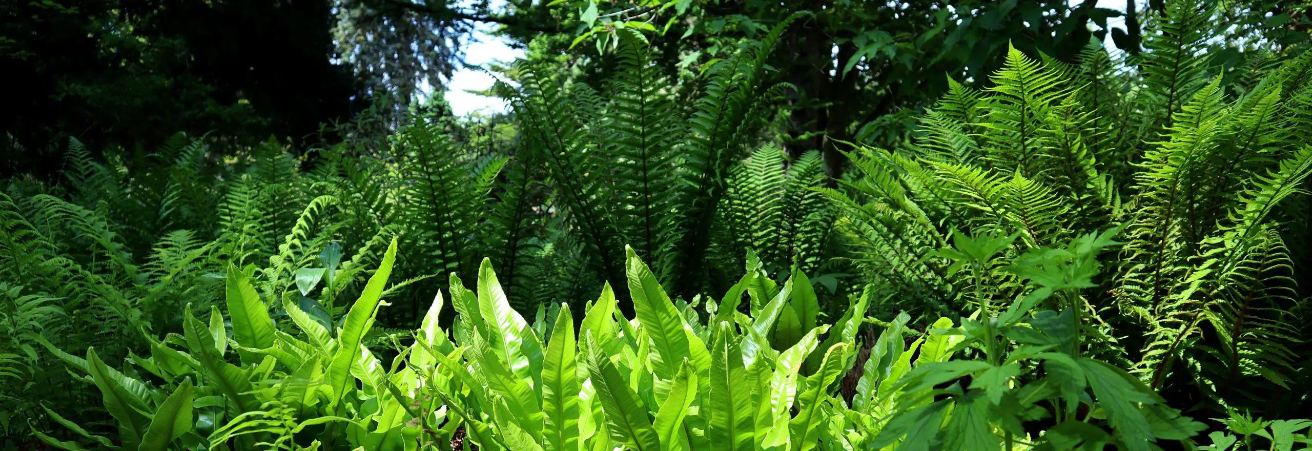 Ferns consuming other plants within a garden and consuming the space