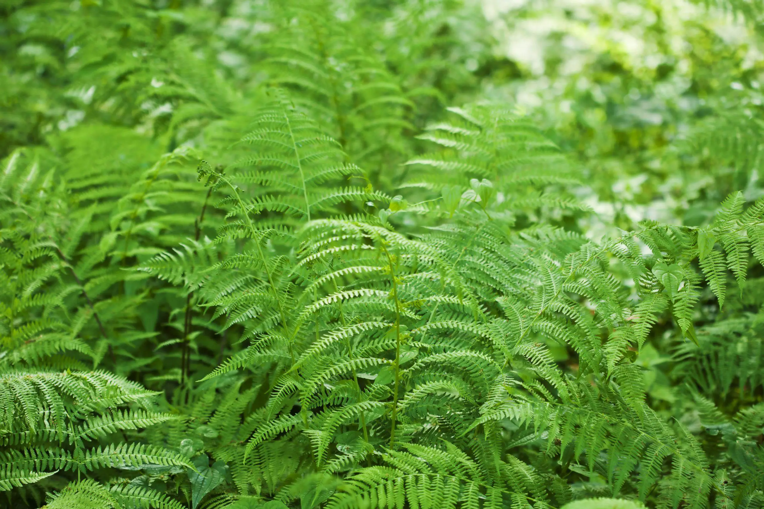 Ferns cover an area completely