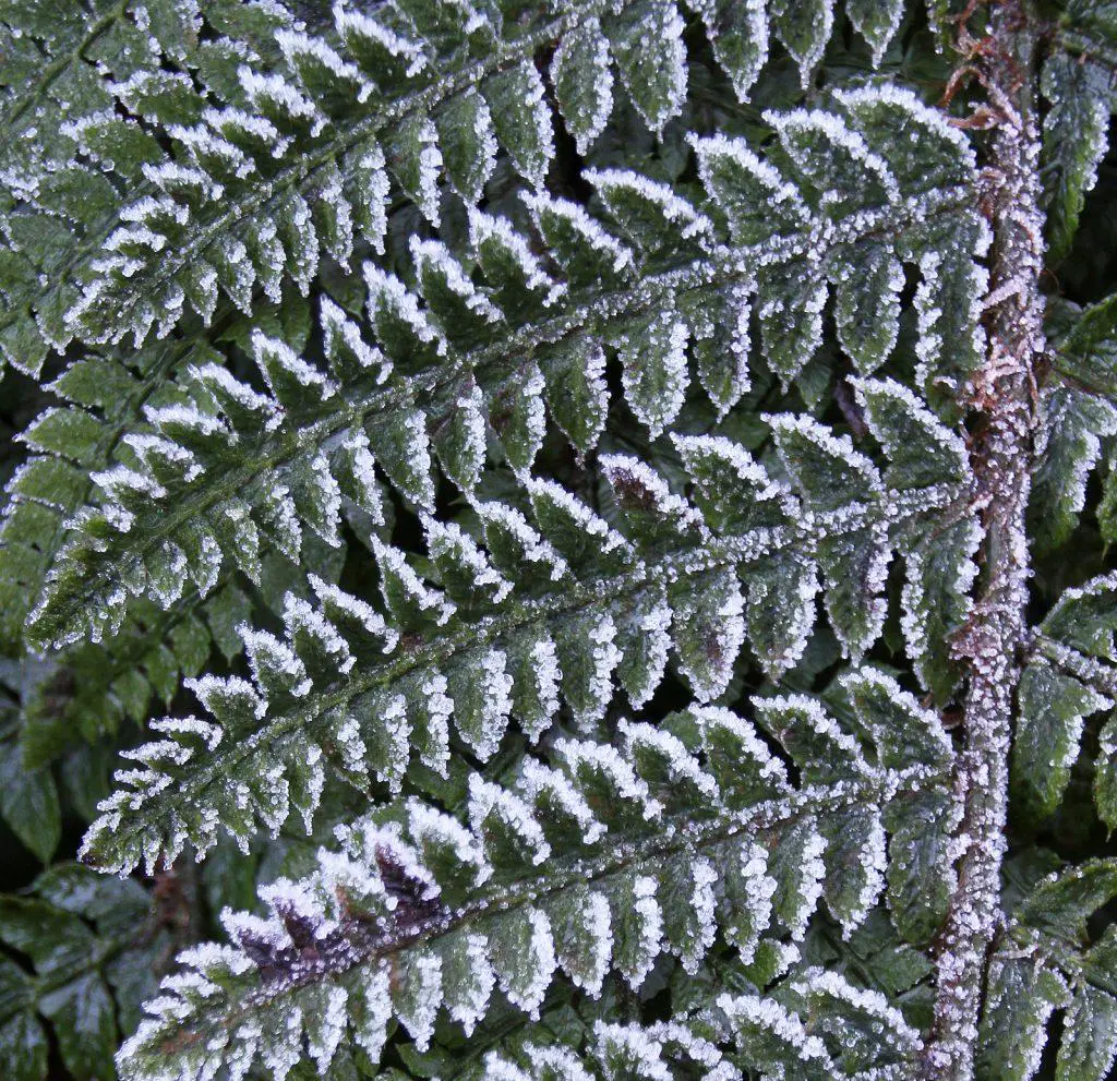 Ferns covered in front during the cold winter months