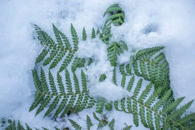 Do Ferns Survive Winter?