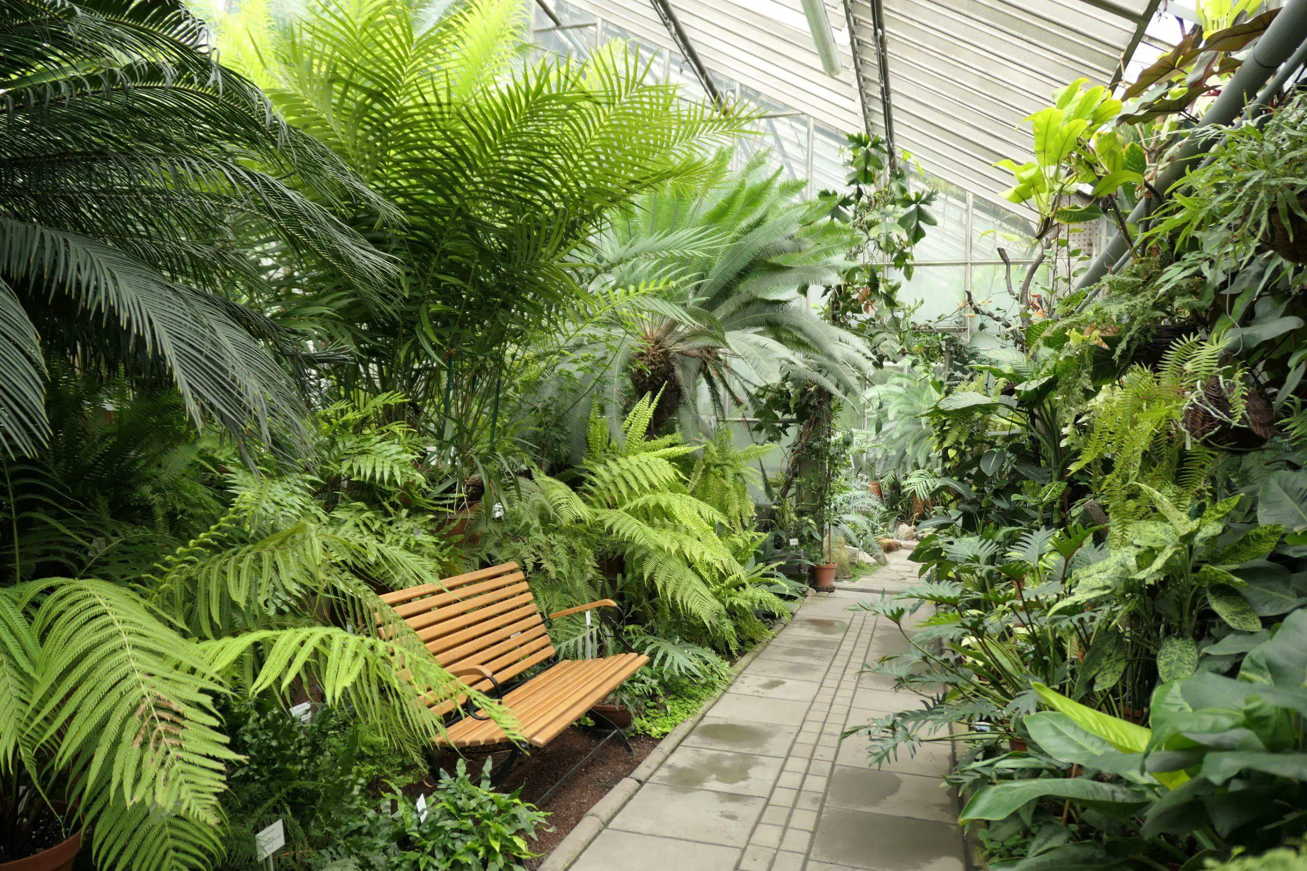 Ferns cycads and different tropical plants in the greenhouse of botanical garden