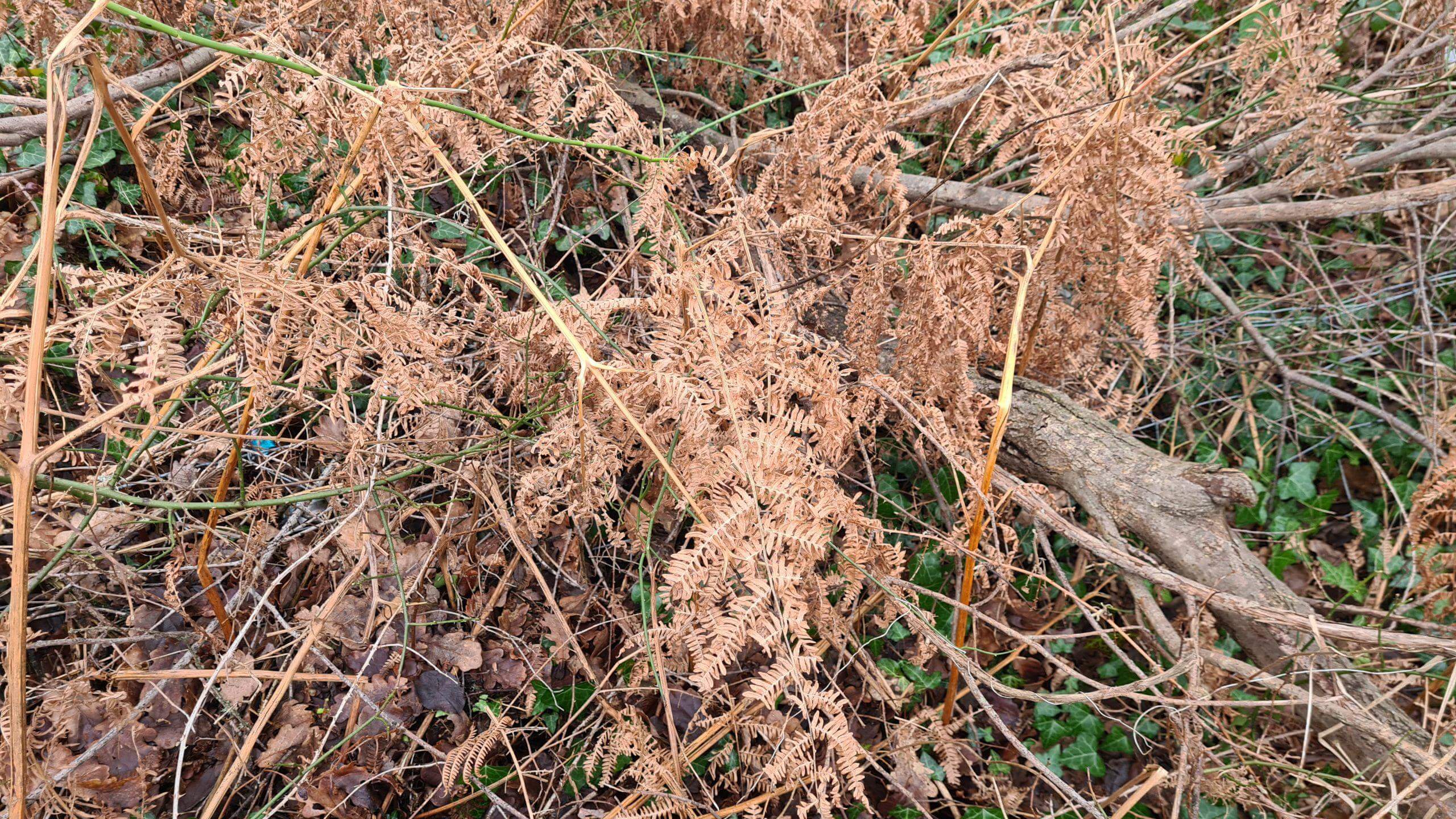 Ferns densely cover wasteland