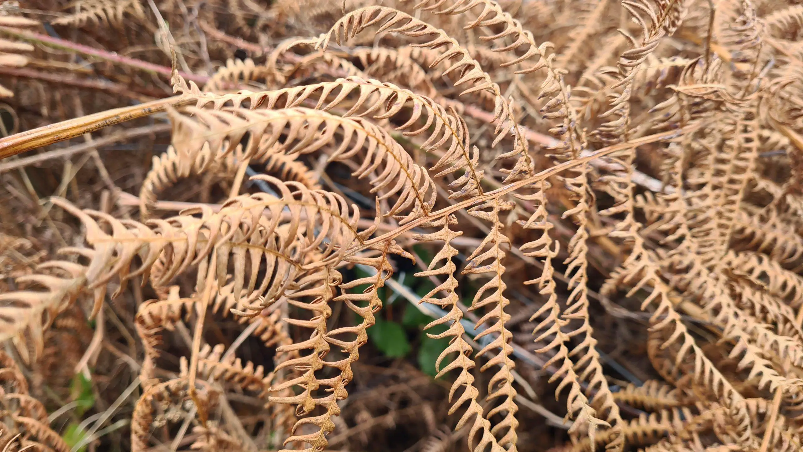 Ferns do not die back completely in winter and remain relatively flexible