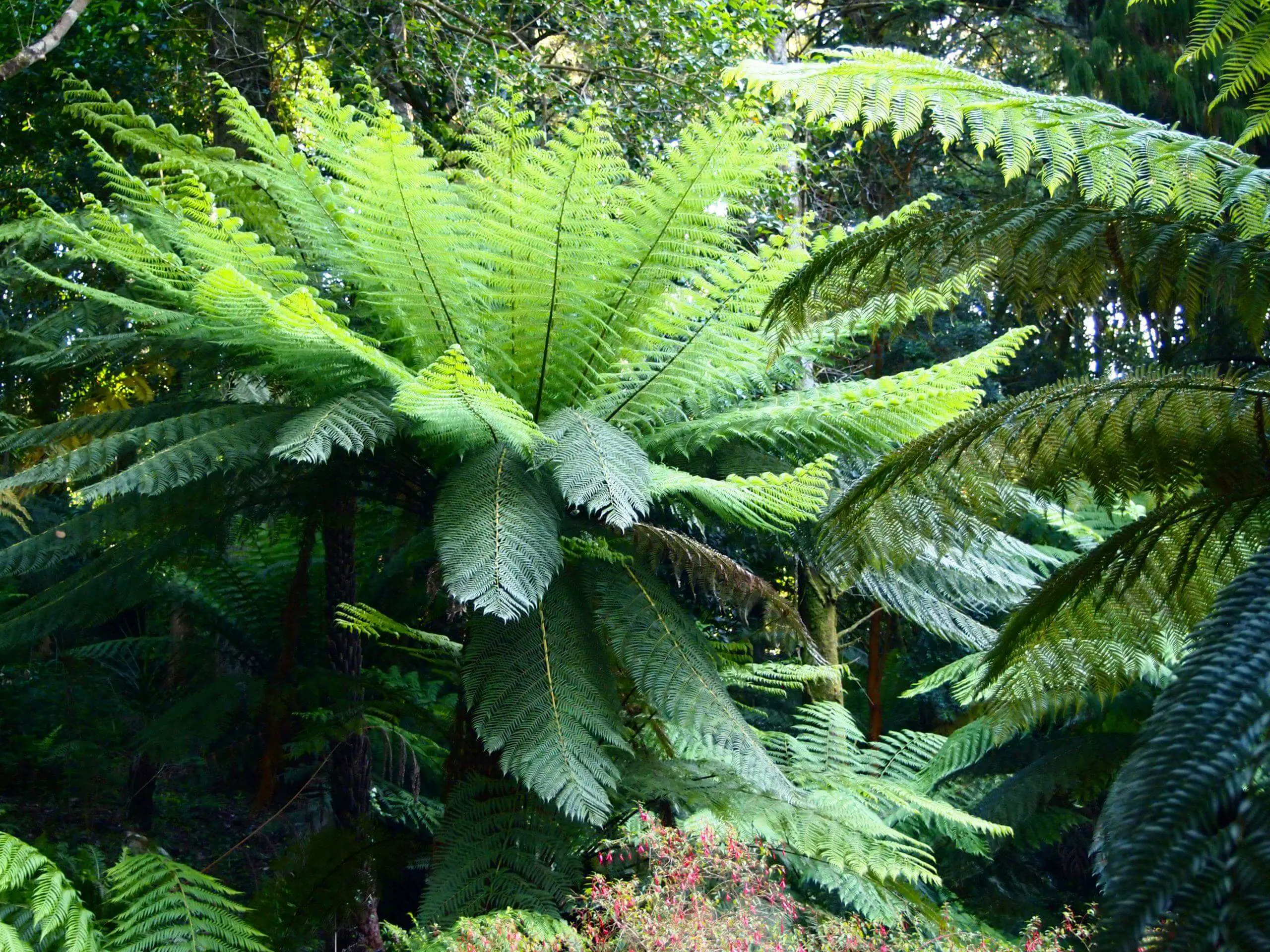 Ferns grow best when given the right balance of elements such as light water and soil