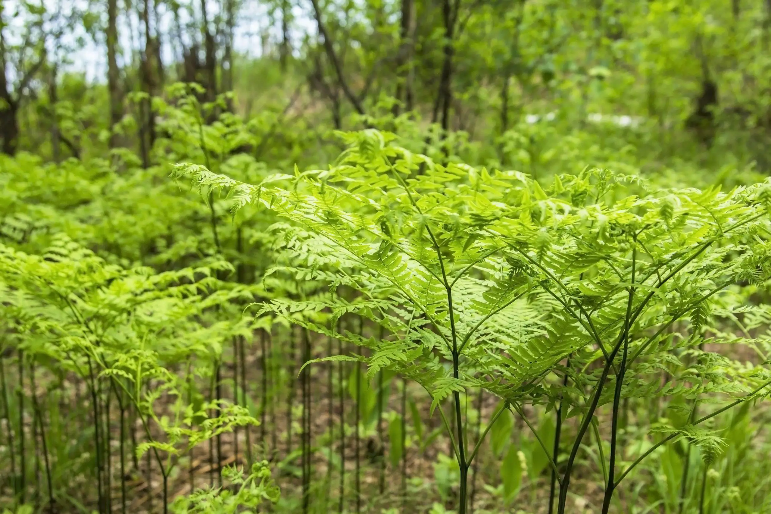 Ferns growing freely within a forest and providing clean air