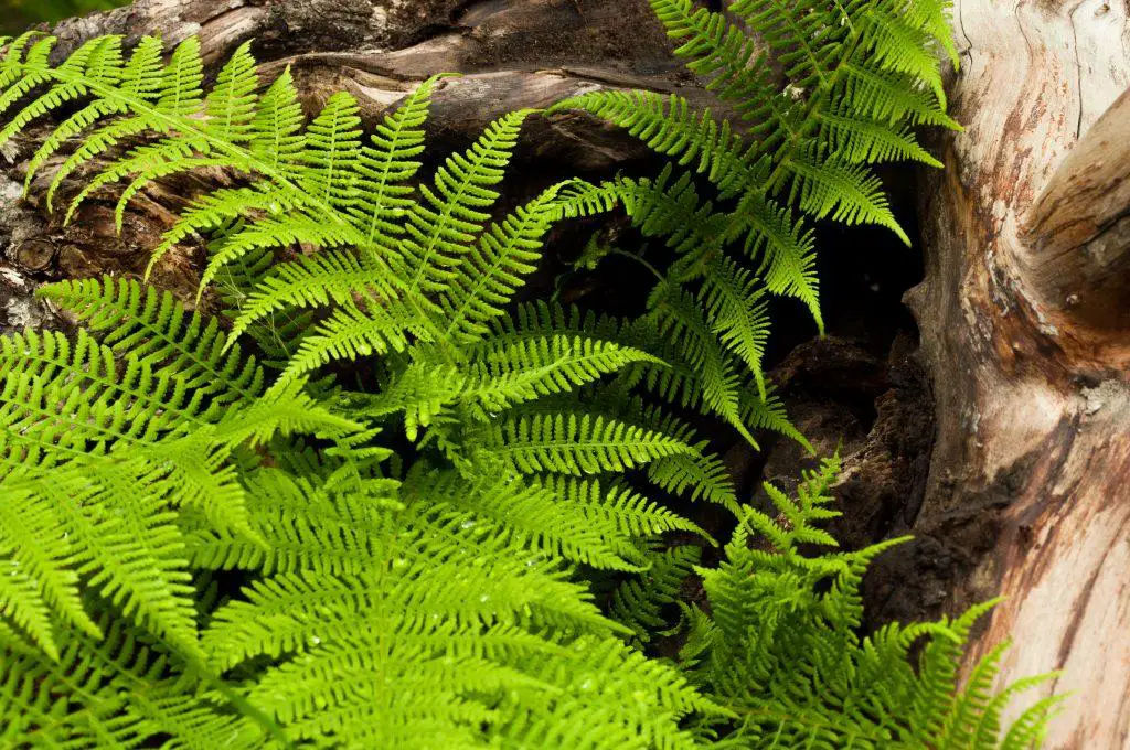 Ferns growing opening and purifying the air around them