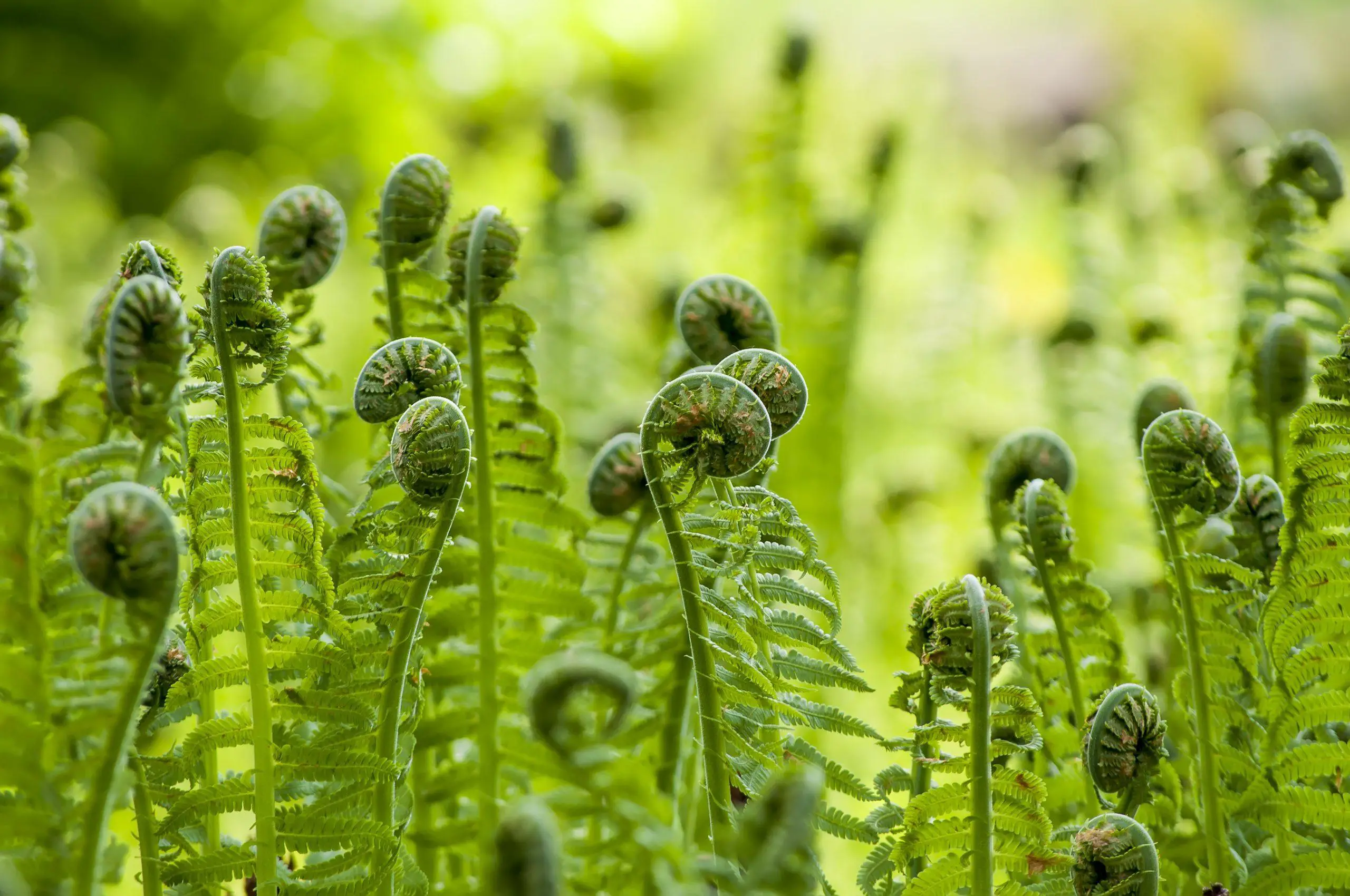 Ferns growing opening within a garden