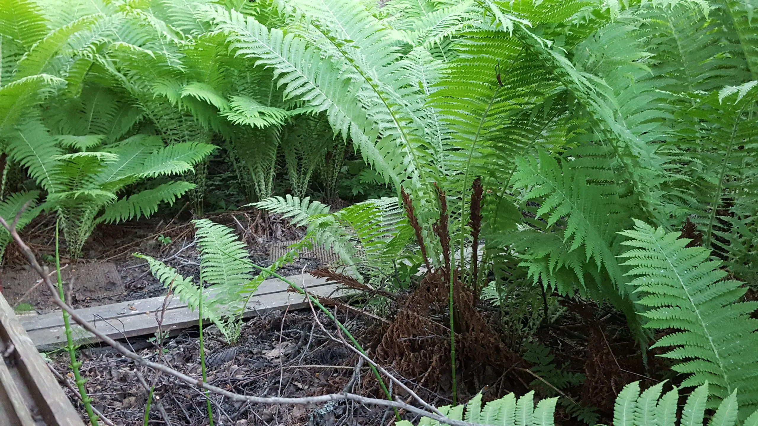 Ferns growing up from the ground