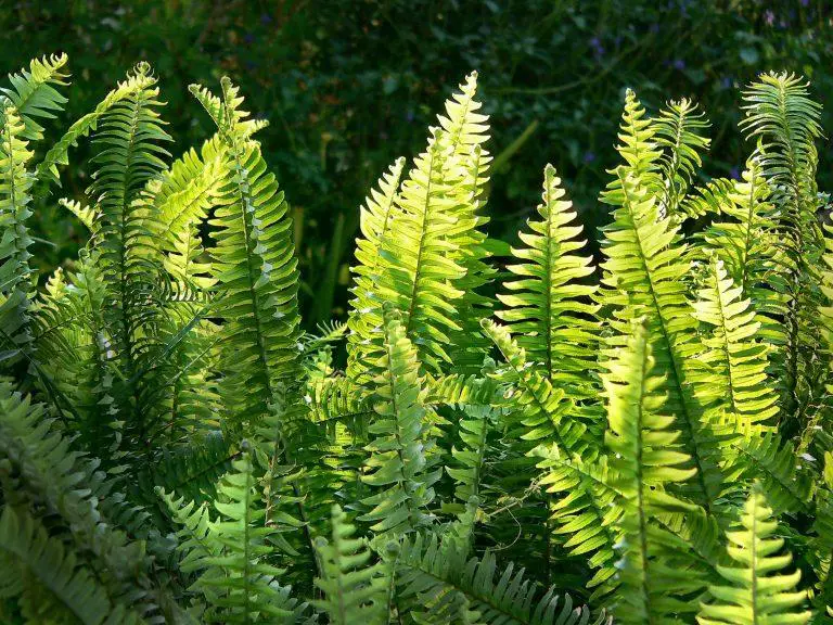 How Fast Does A Fern Grow?