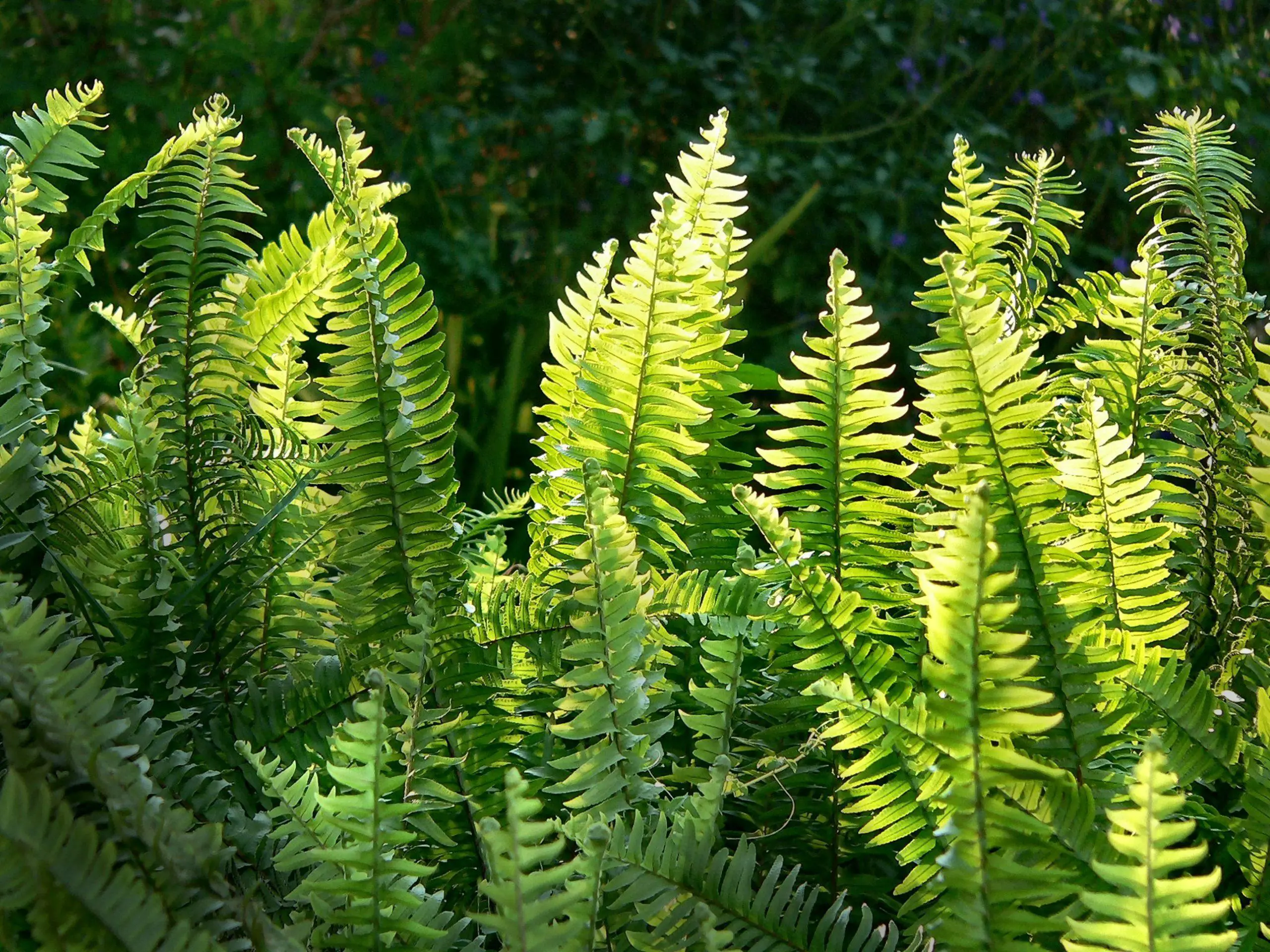 Ferns growing vertically in the sunshine