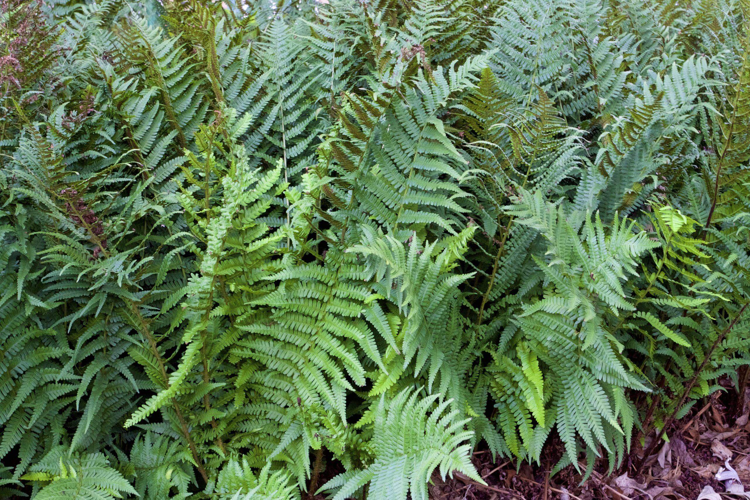 Ferns growing wildly within a garden