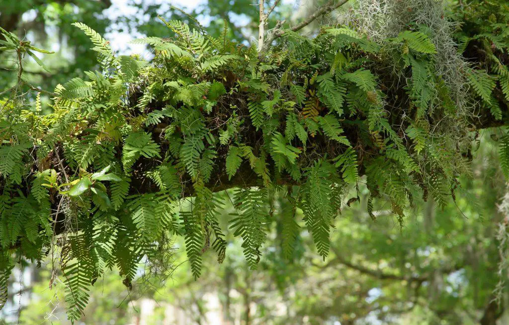 Ferns have adapted over the years such as being seen here mixing with spanish moss on an oak branch