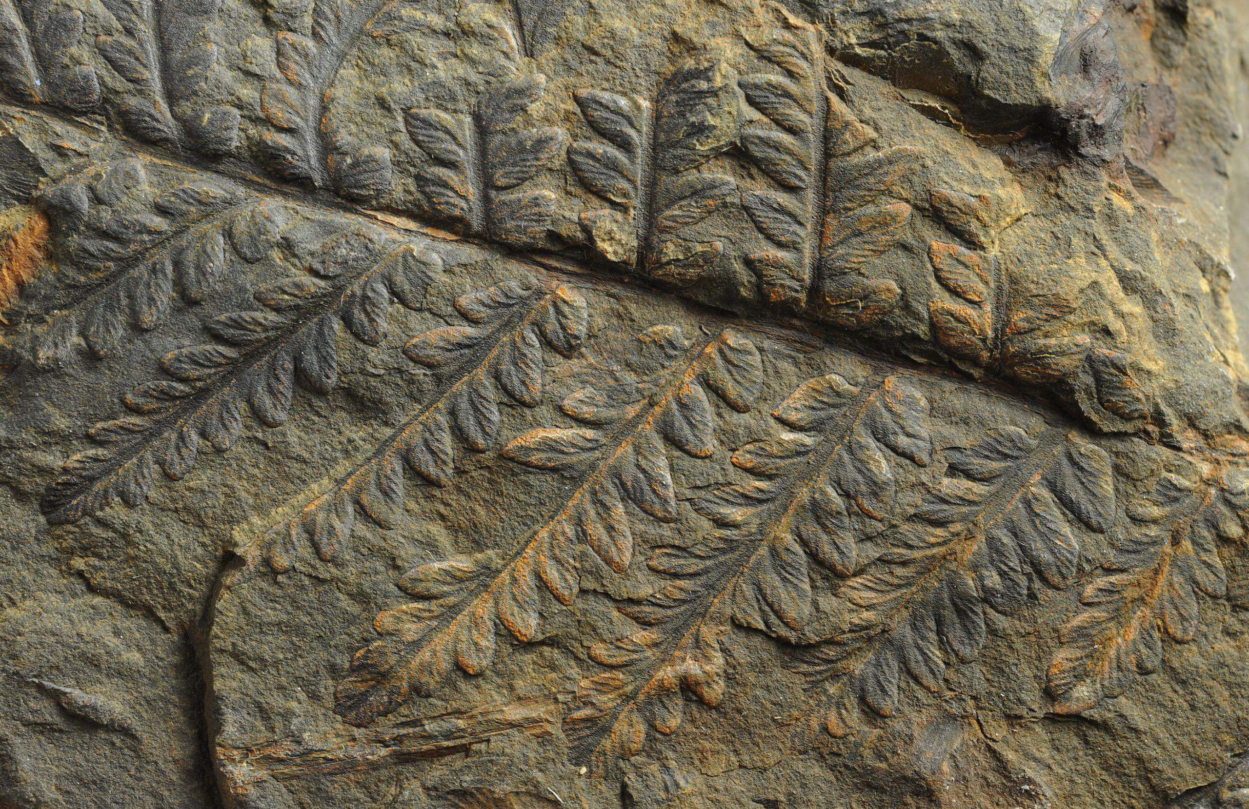 Ferns imprinted within rocks from millions of years ago