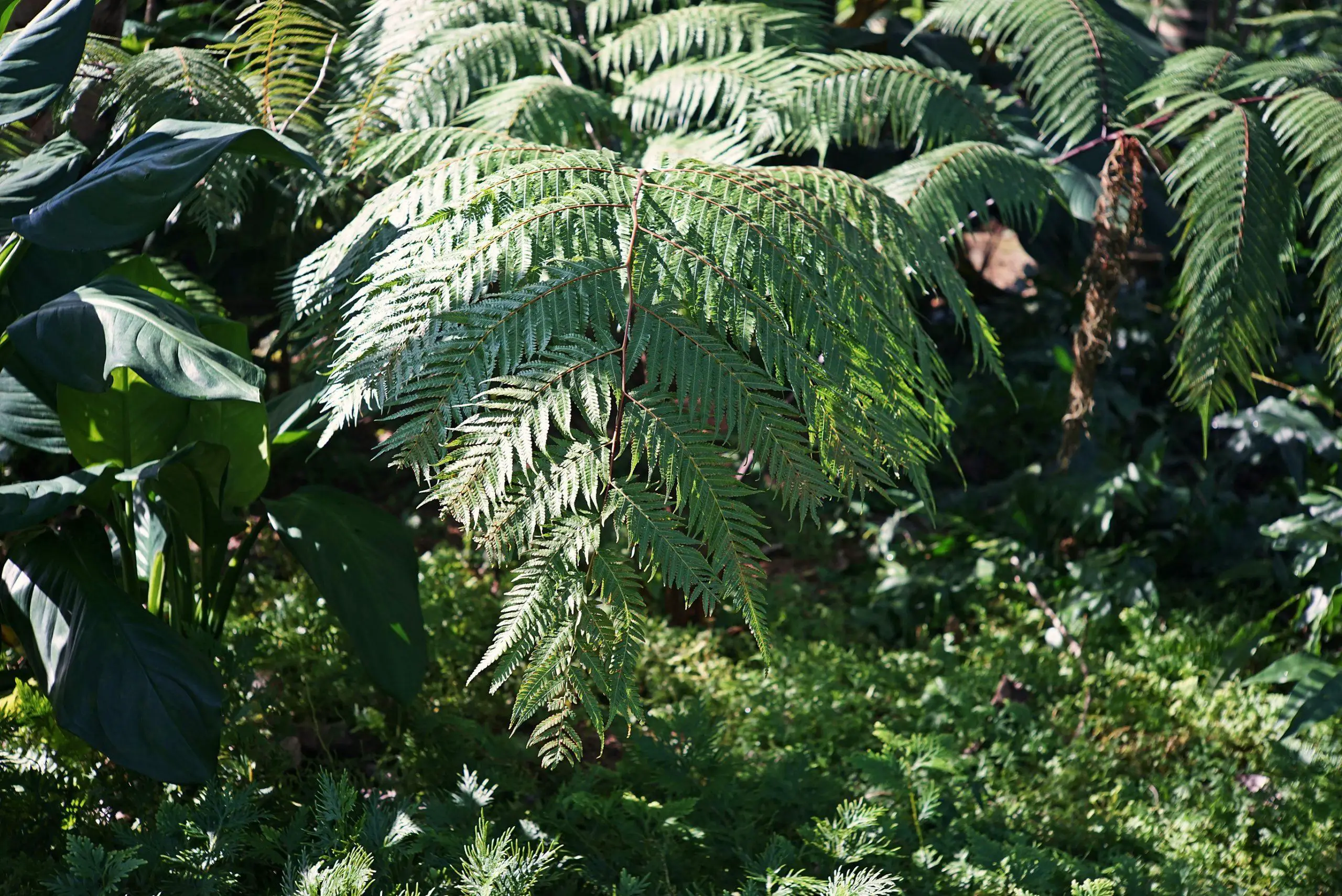 Ferns leaves texture and character