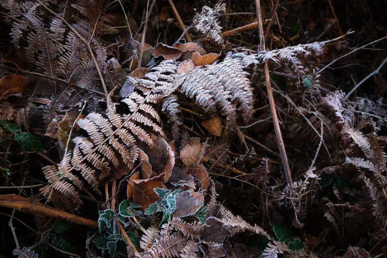 Should ferns be cut back for winter?