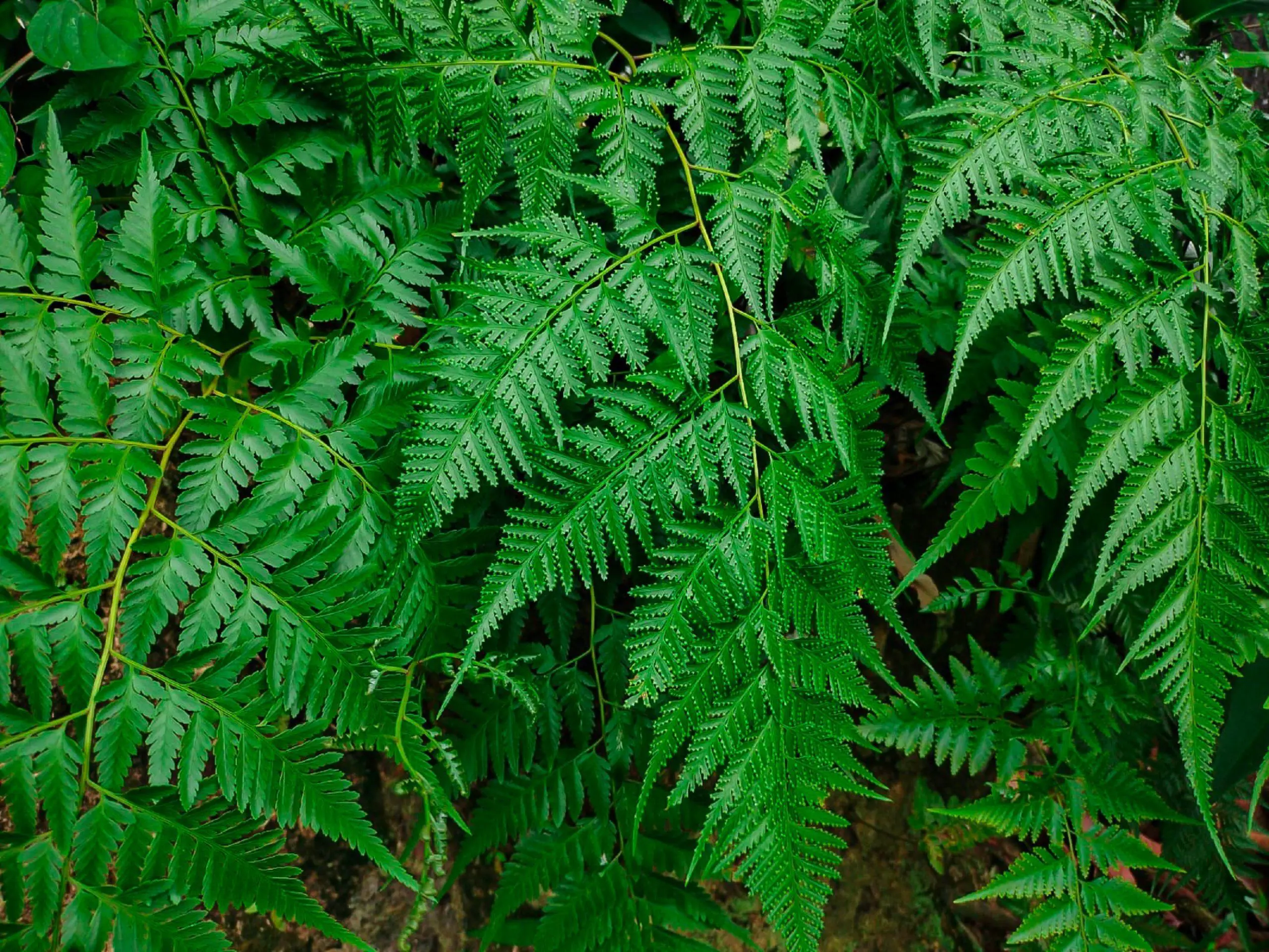 Ferns thrive on borders embankments and trails