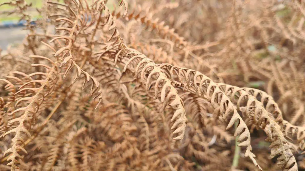 Ferns turn brown during the winter season