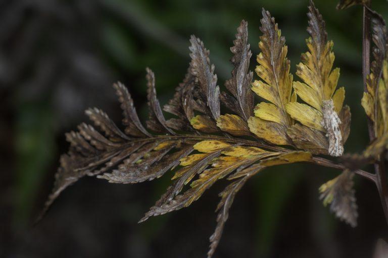 Why Do Outdoor Ferns Turn Brown?
