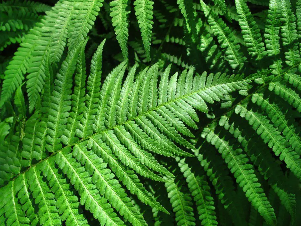 Garden ferns can be classed as a weed