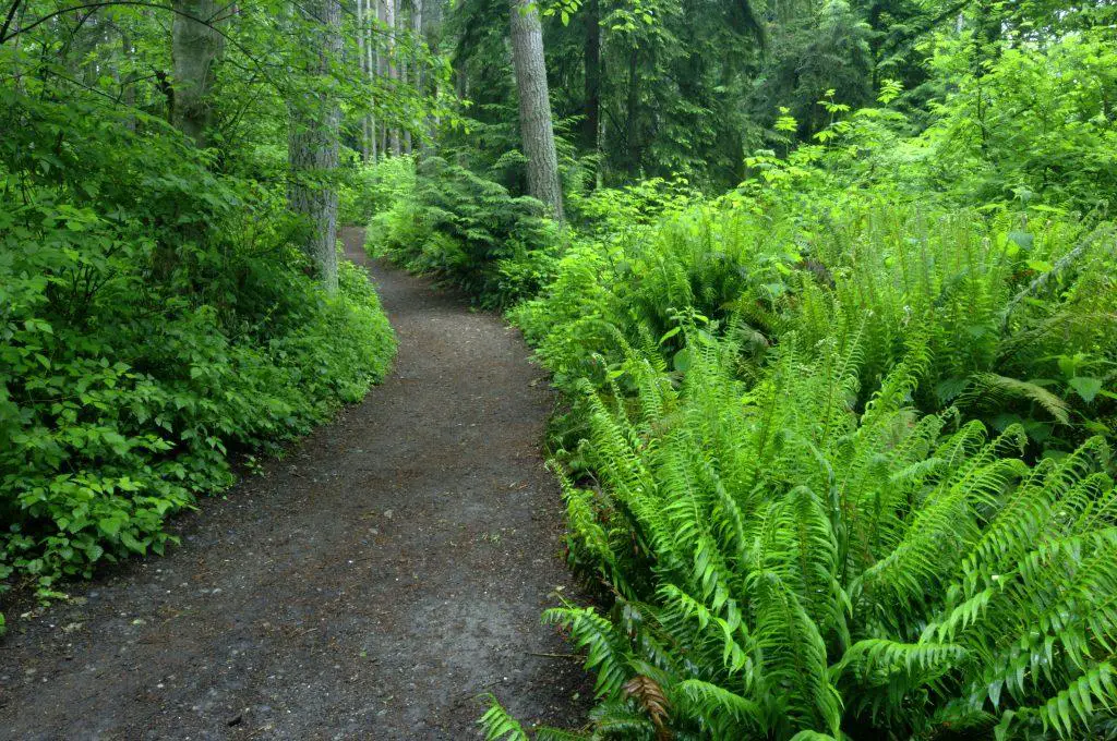 Garden trail cleared of overgrown ferns