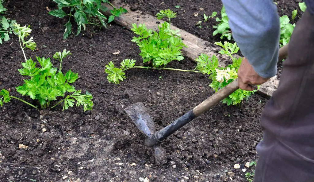 Gardener hoeing soil in a small garden to remove any weeds and oxygenate the soil