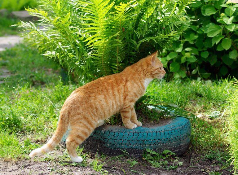 Are Fern Plants Toxic To Cats?
