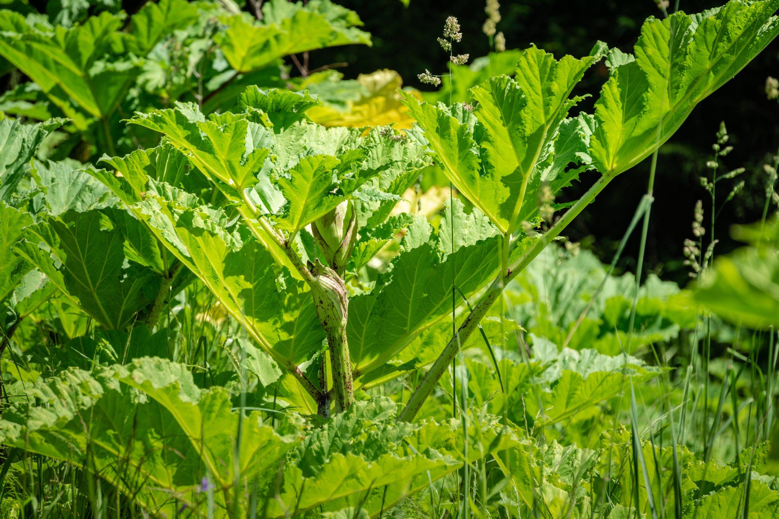 Green poisonous leaves hogweed Heracleum sosnowskyi in nature