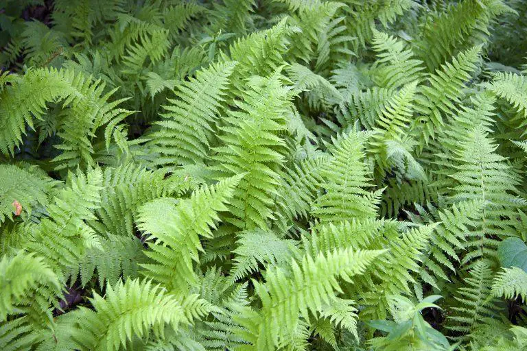 What Time Of Year Do You Cut Ferns Back?