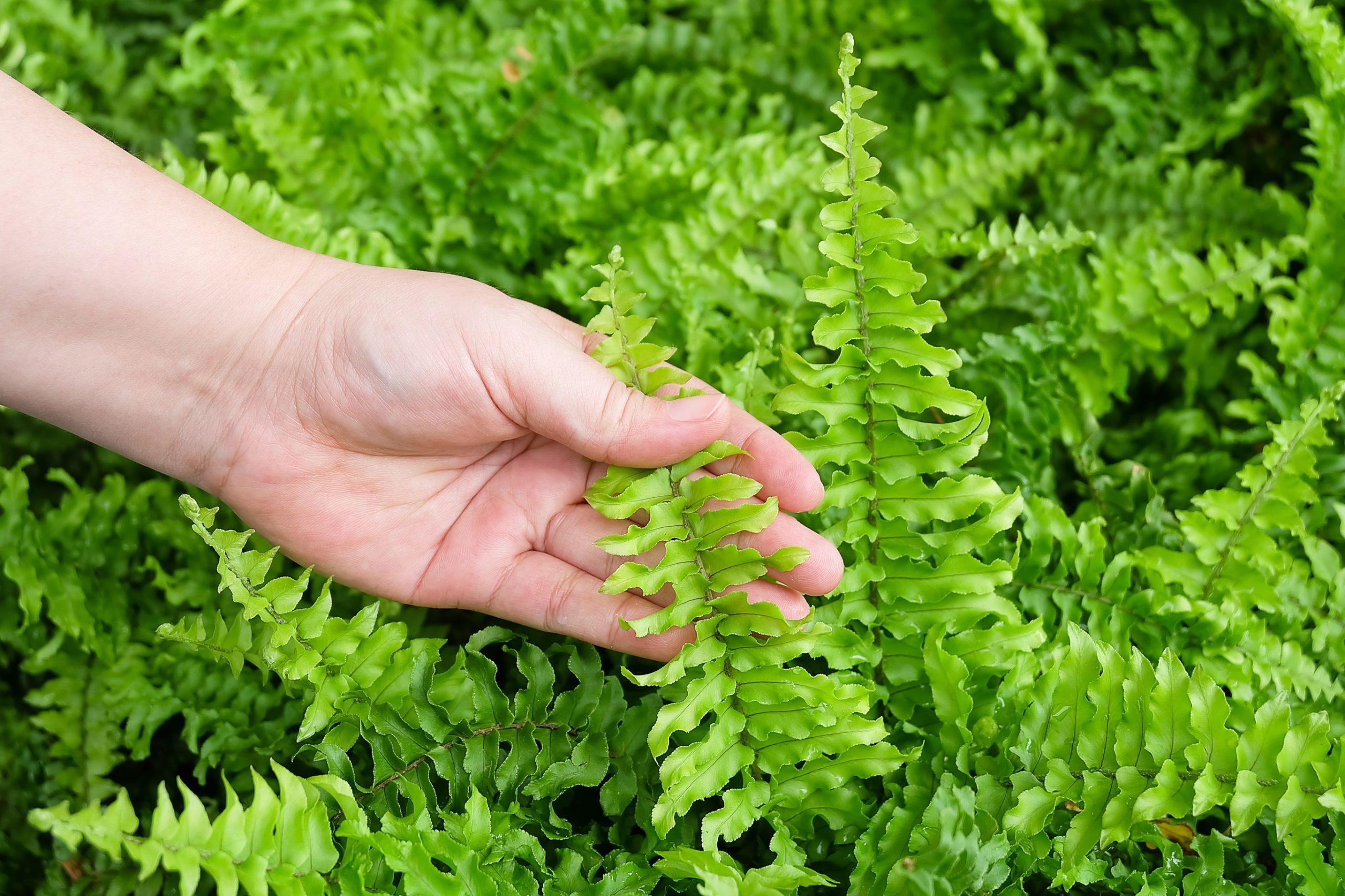Hand taking care of tassle ferns in garden. How long do ferns live