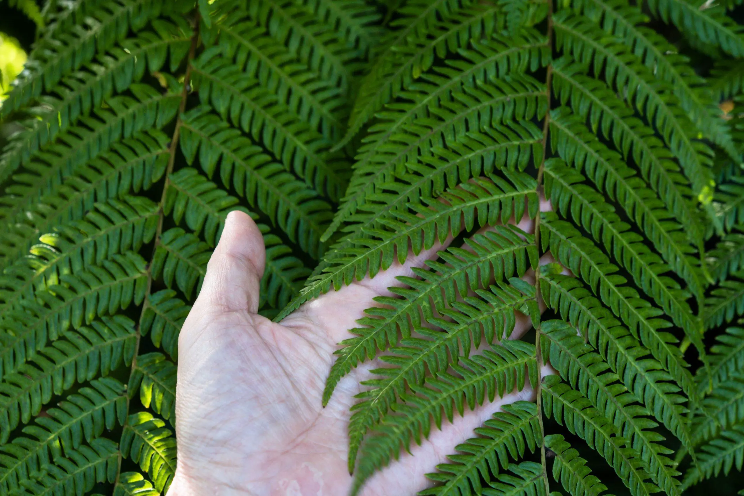 Hand touching ferns without any protection