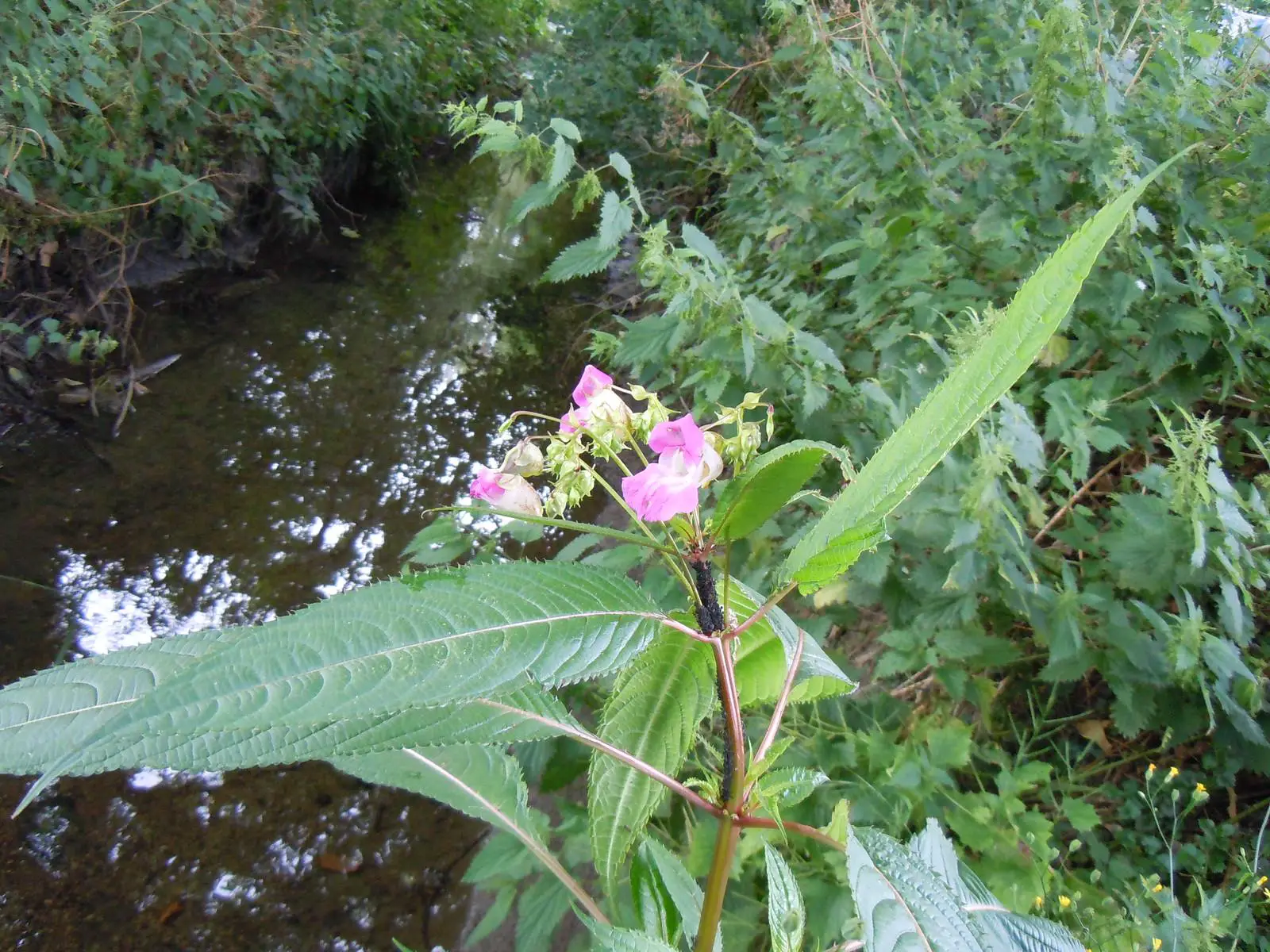 Himalayan Balsam consumes verges and waterways as it thrives in these conditions