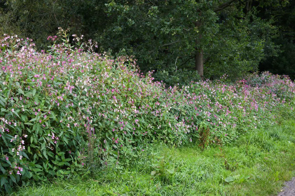 Himalayan Balsam growing freely on a verge and encroaching where ever it likes