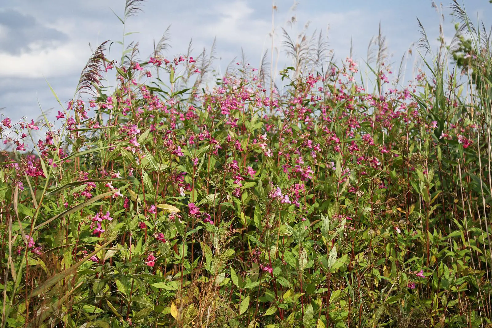Himalayan Balsam grows rapidly in an area and consumes the local terrain