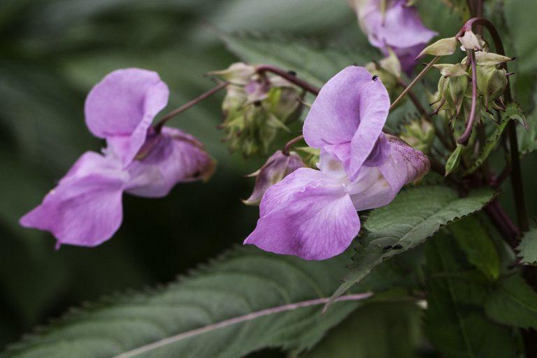Is Himalayan Balsam An Invasive Weed?