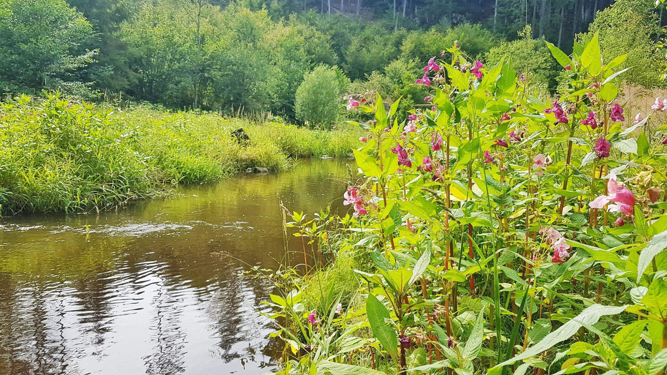 Himalayan Balsam or Impatiens glandulifera growing excessively on a river bank