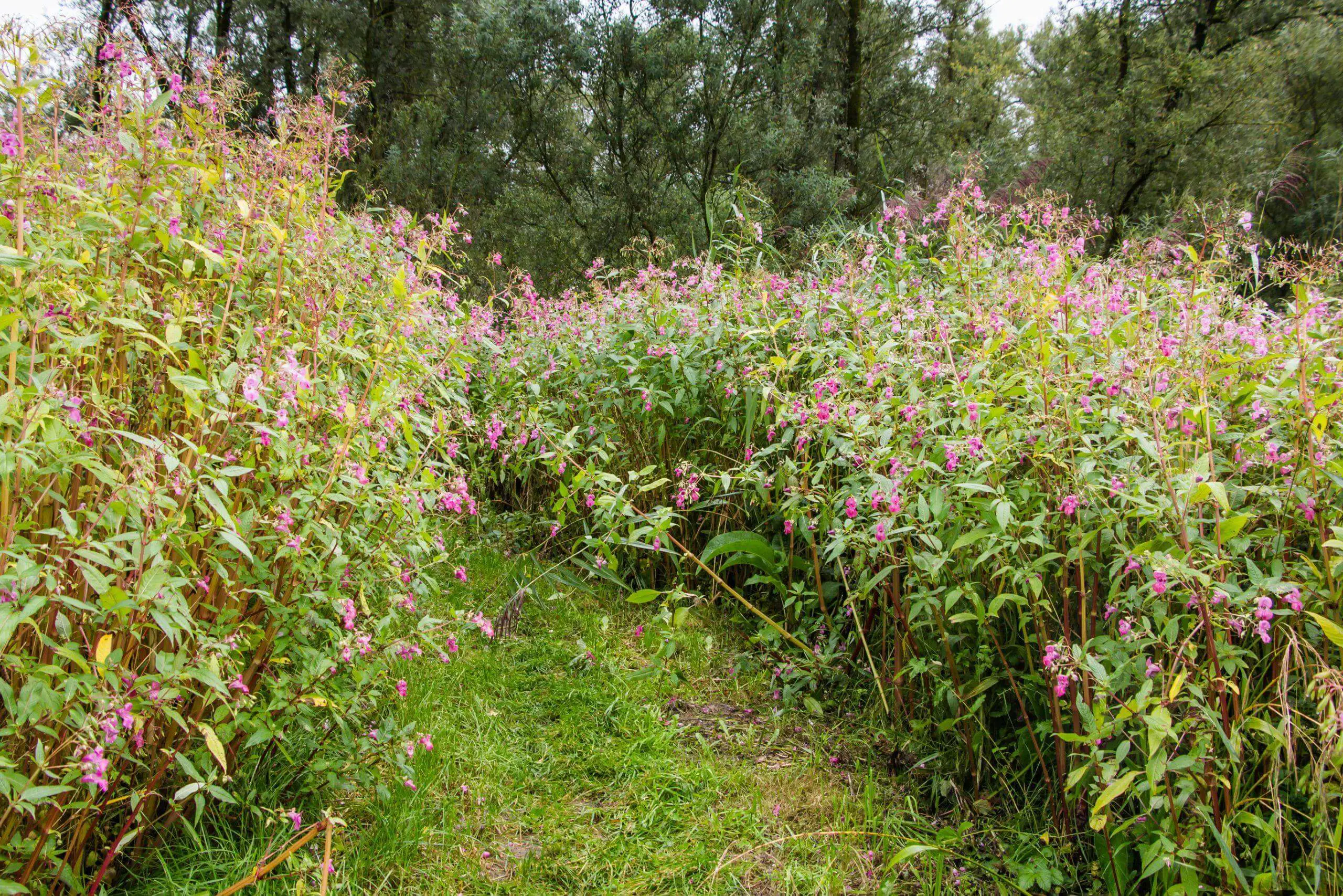 Himalayan Balsam or policemans helmet Impatiens glandulifera in full pink bloom within a garden and only accessible to your pets