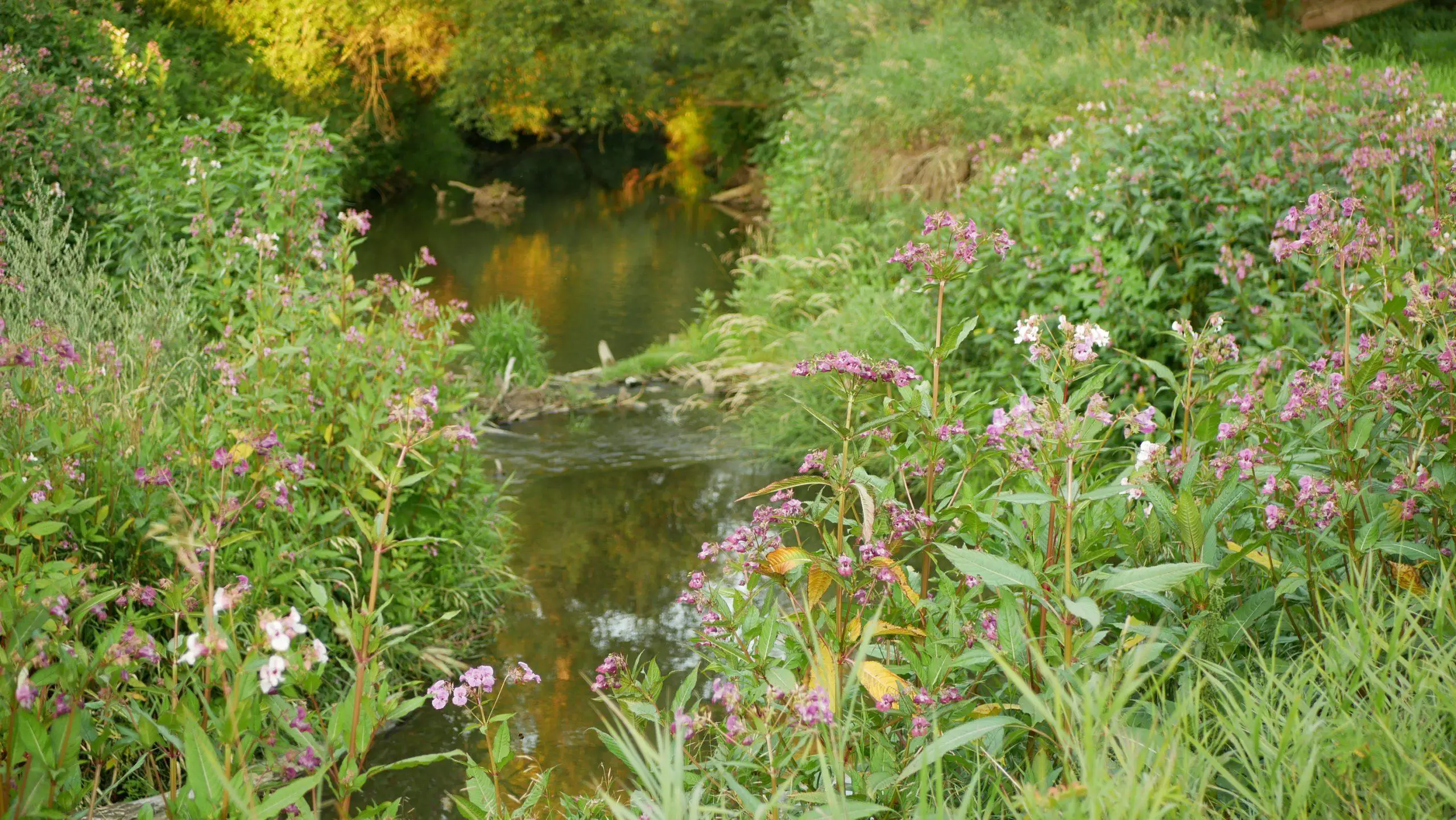 Himalayan Balsam reduces the biodiversity of other plants botany and animals