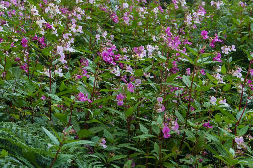 Himalayan balsam or Impatiens glandulifera a member of the busy lizzie growing wildly within a garden