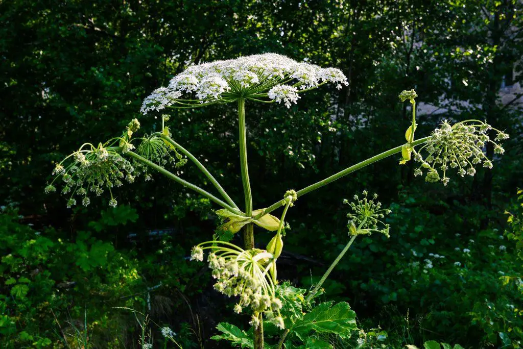 Hogweed close up. Poisonous and dangerous plants with a thick stem and white flowers.
