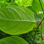 Identifying the Japanese knotweed leaf and its veiny underside