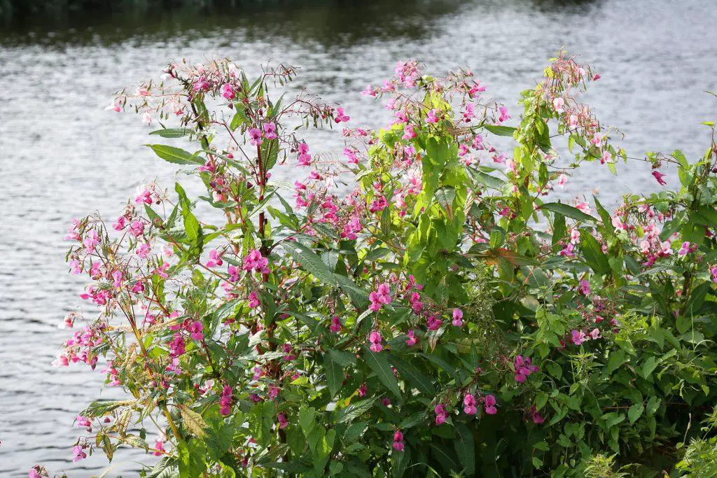 It is illegal to plant Himalayan Balsam within the UK
