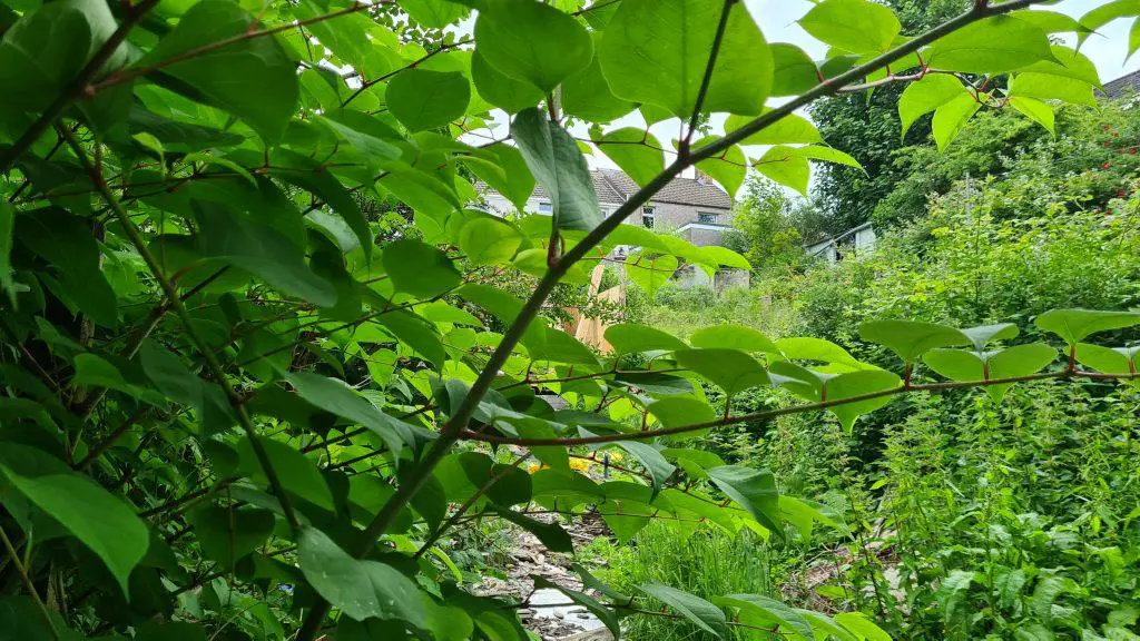 Japanese knotweed consumes a garden and encroaches onto properties