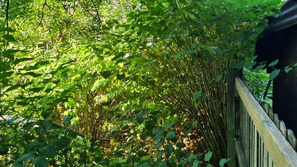 Japanese knotweed grows in both the sun and the shade and is extremely versatile in its survival