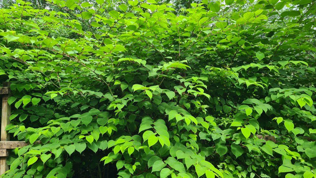 Japanese knotweed grows to a large uncontrollable scale unless you tackle it