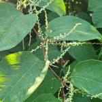 Japanese knotweed is an invasive plant affecting eco systems within the UK