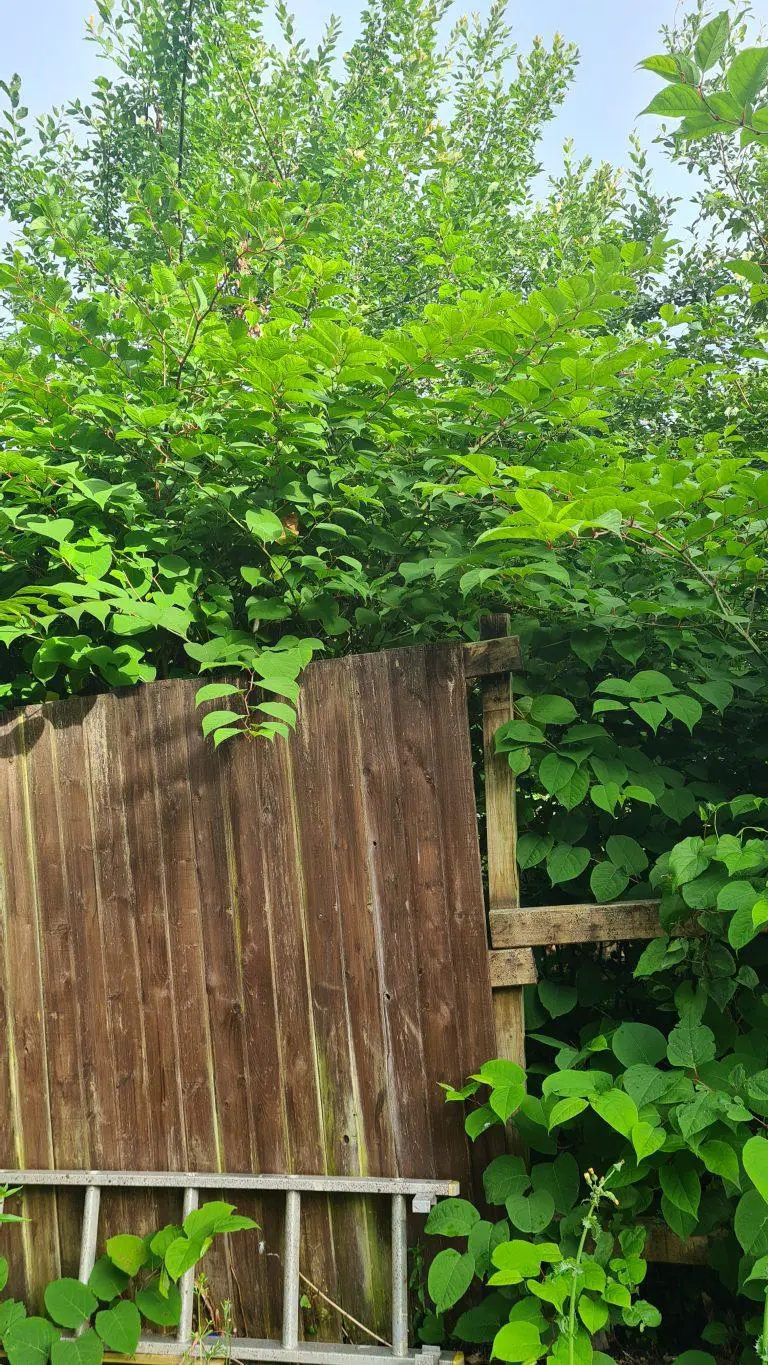 Japanese Knotweed Encroaching onto Your Property: Who’s Responsible?