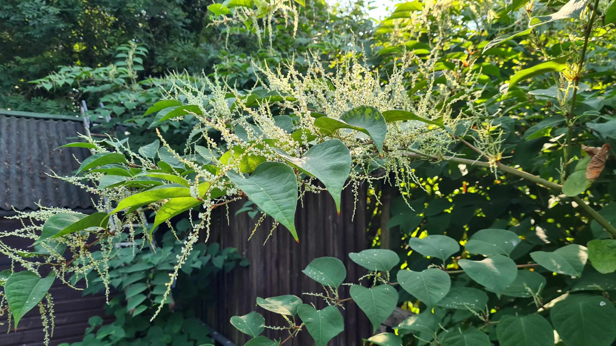 Japanese knotweed ready to flower and spread its seed