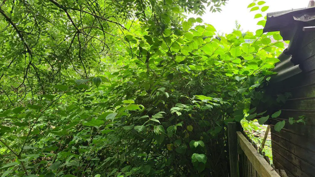 Japanese knotweed spreads as such a rate that it dominates everything around it