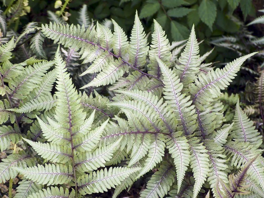Japanese painted fern fronds have a coloration that appears to be hand painted
